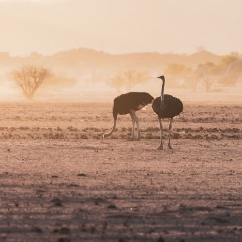 ROAM South Africa Ostrich