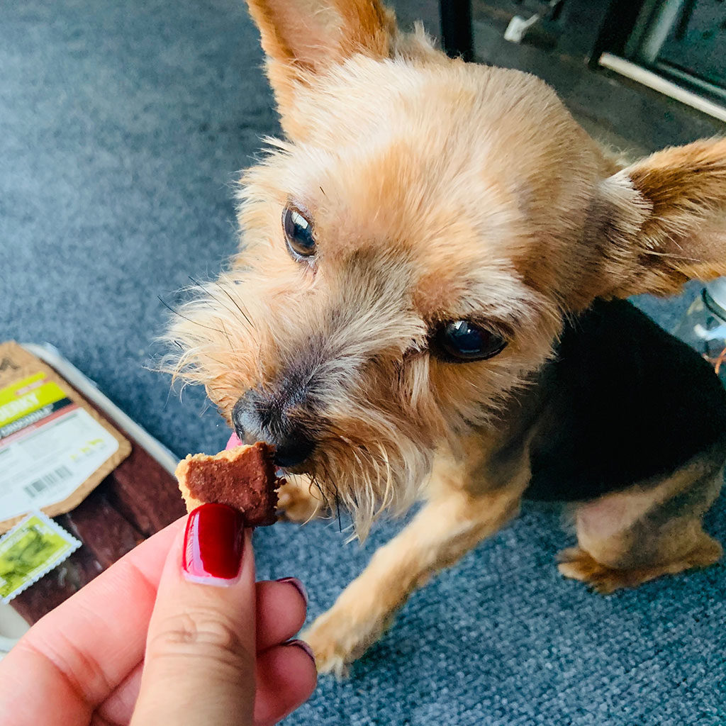 Dog Treat Maker, Australia's Coolest Pet Supplies