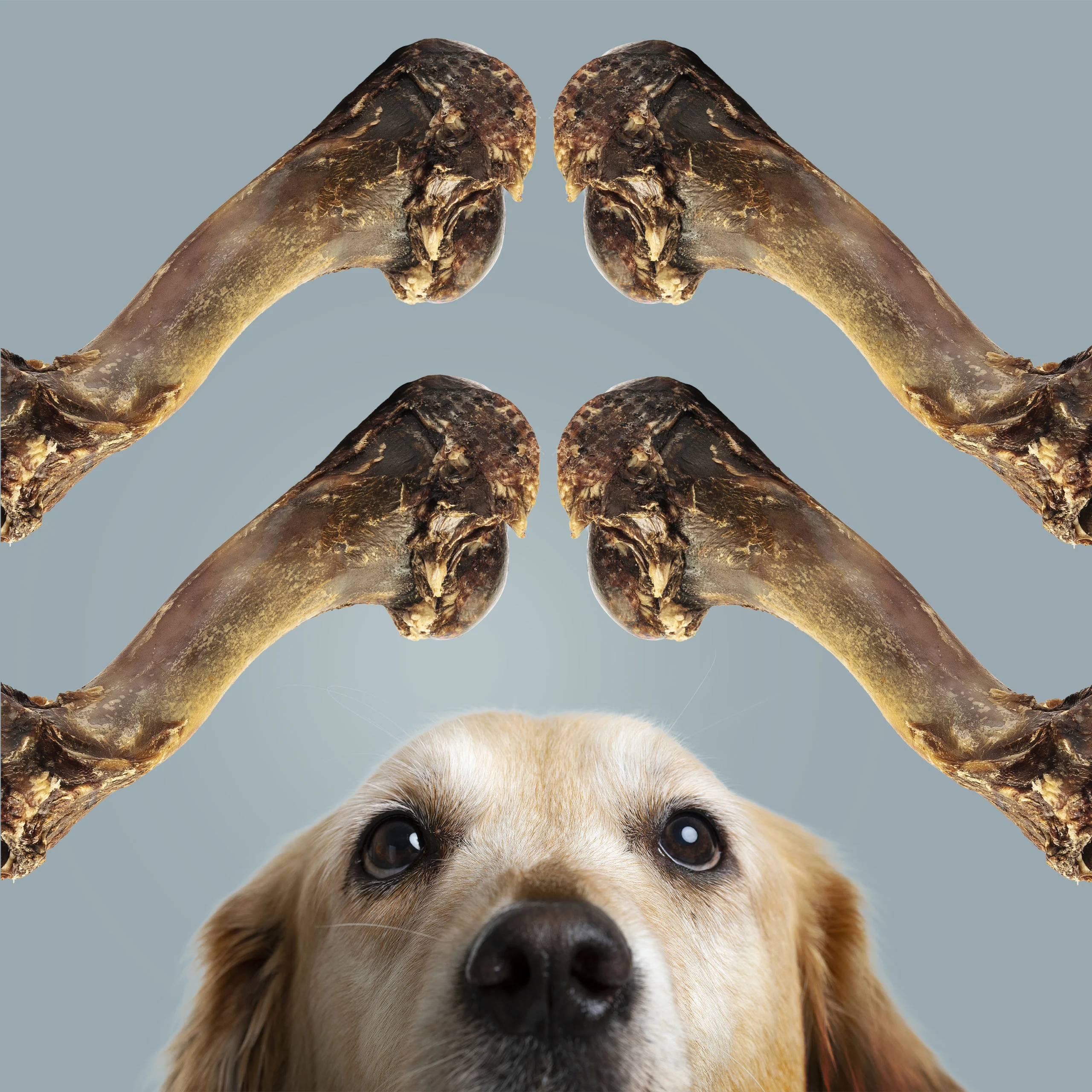 Roam Bucky Funny Pet Treat