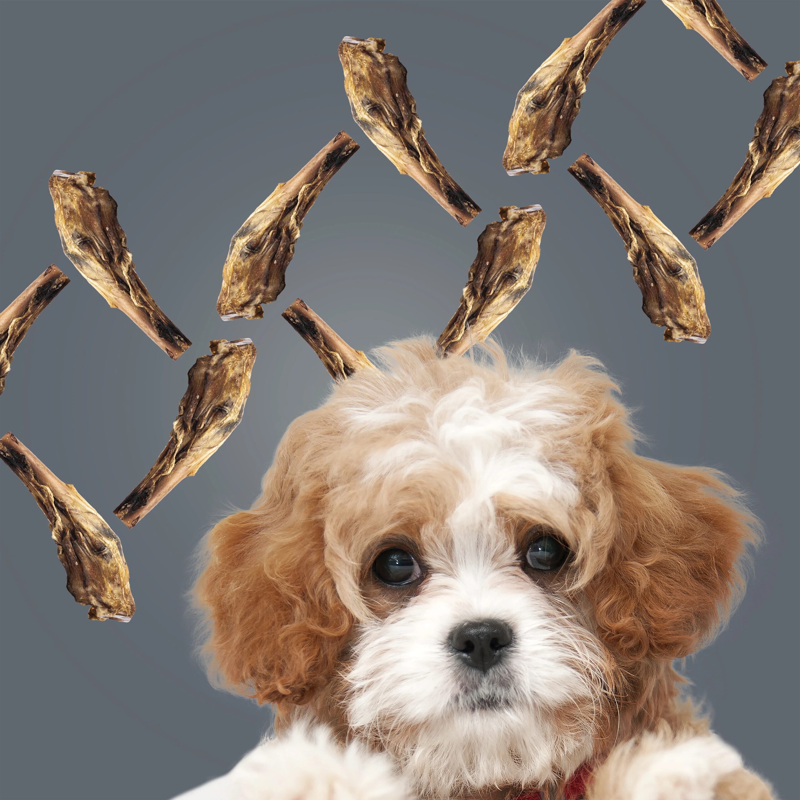 ROAM® Bucky Gnaw-kle™ Dog Treat