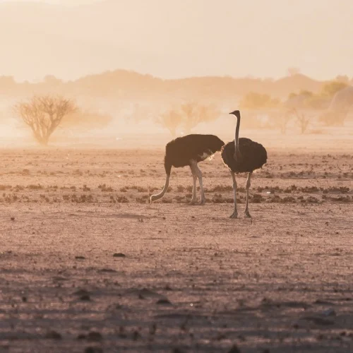 ROAM South Africa Ostrich