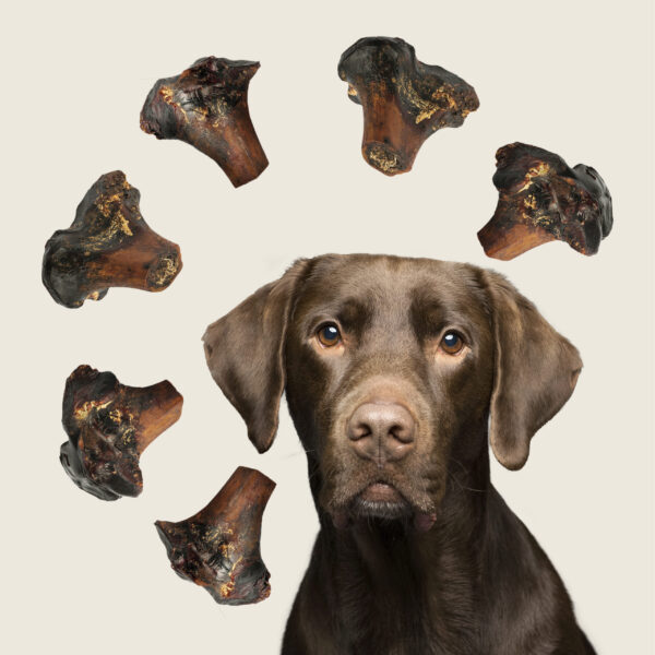 ROAM® Large Gnaw-kle™